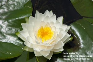 water lily haiku sm