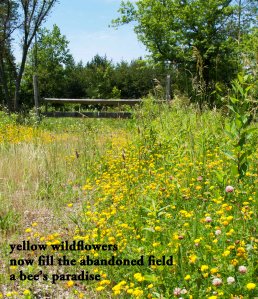 Yellow Flowers Haiku Sm