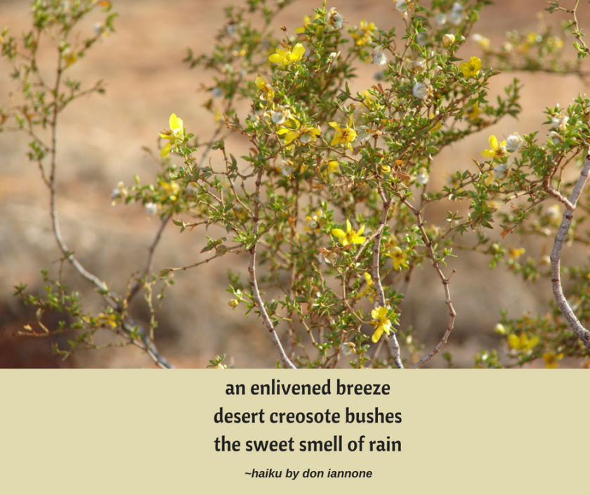 creosote haiku.png