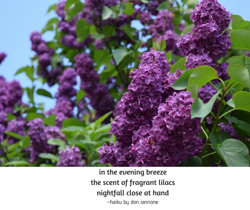 lilac haiku.png
