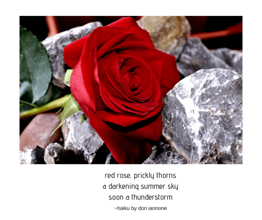 red rose haiku.png