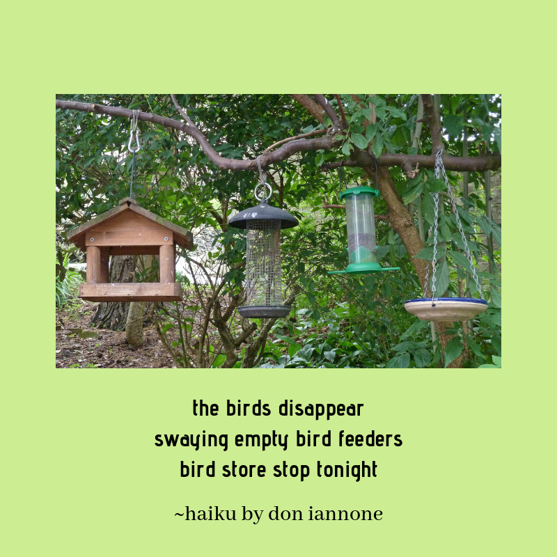 bird feeder haiku