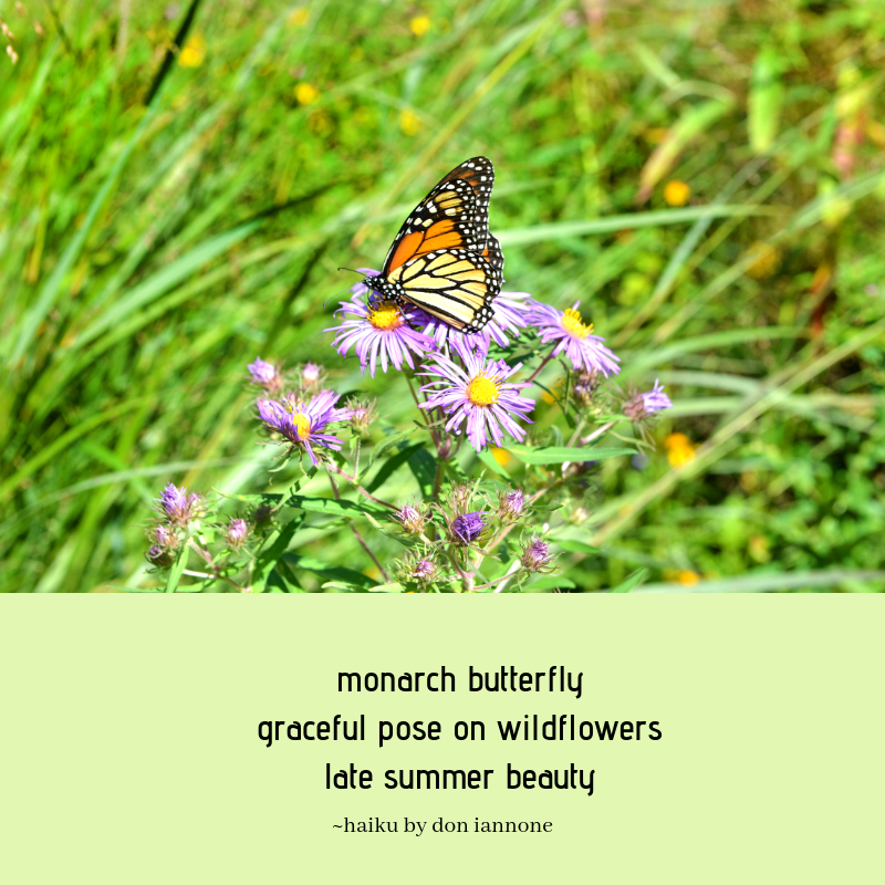 butterfly haiku.png