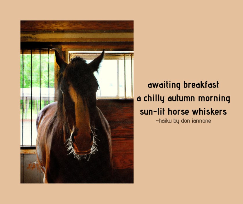 horse haiku.png