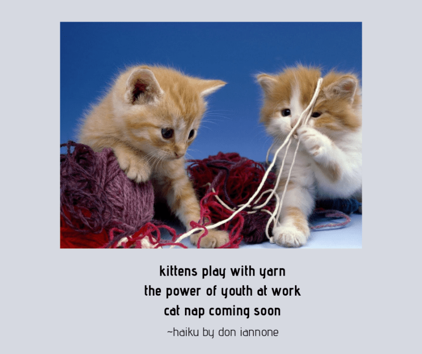 kitten haiku.png
