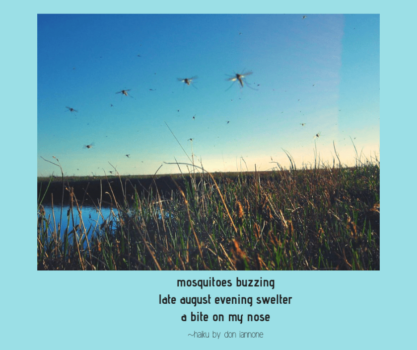 mosquito haiku.png