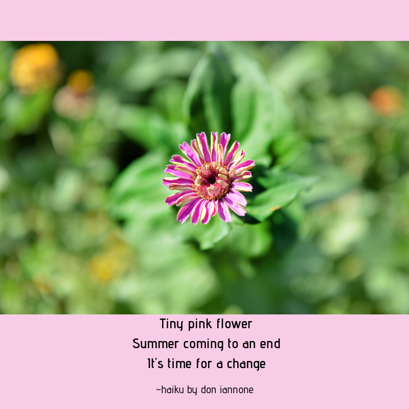 pink flower haiku copy.png