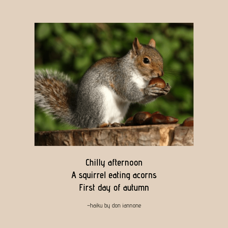 squirrel acorn haiku