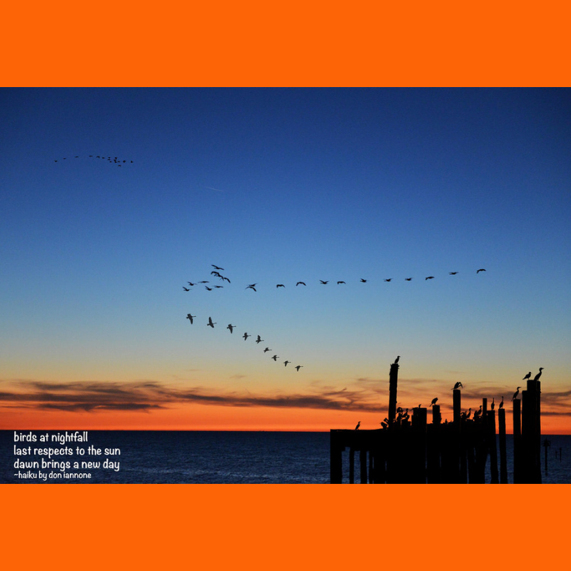 birds nightfall haiku.png