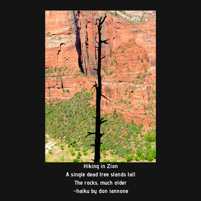 dead tree in zion.png