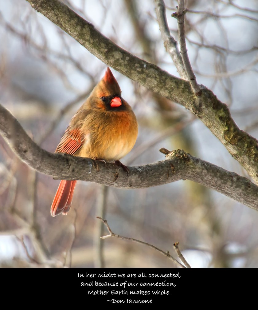 female cardinal