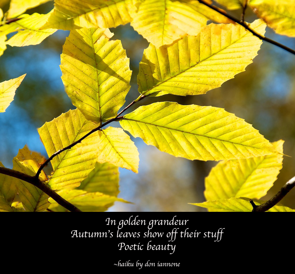 golden leaves haiku.jpg