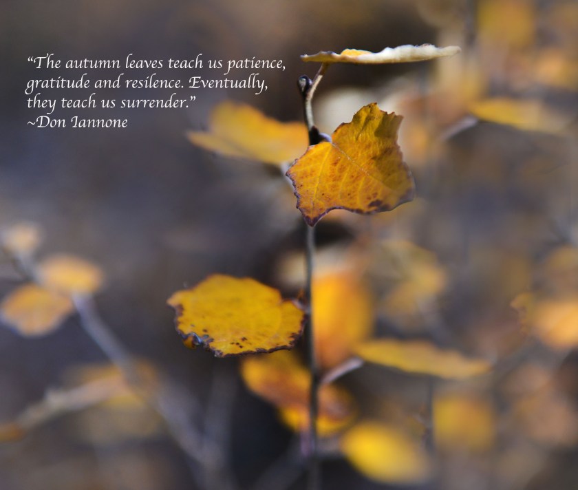 leaves close up haiku small