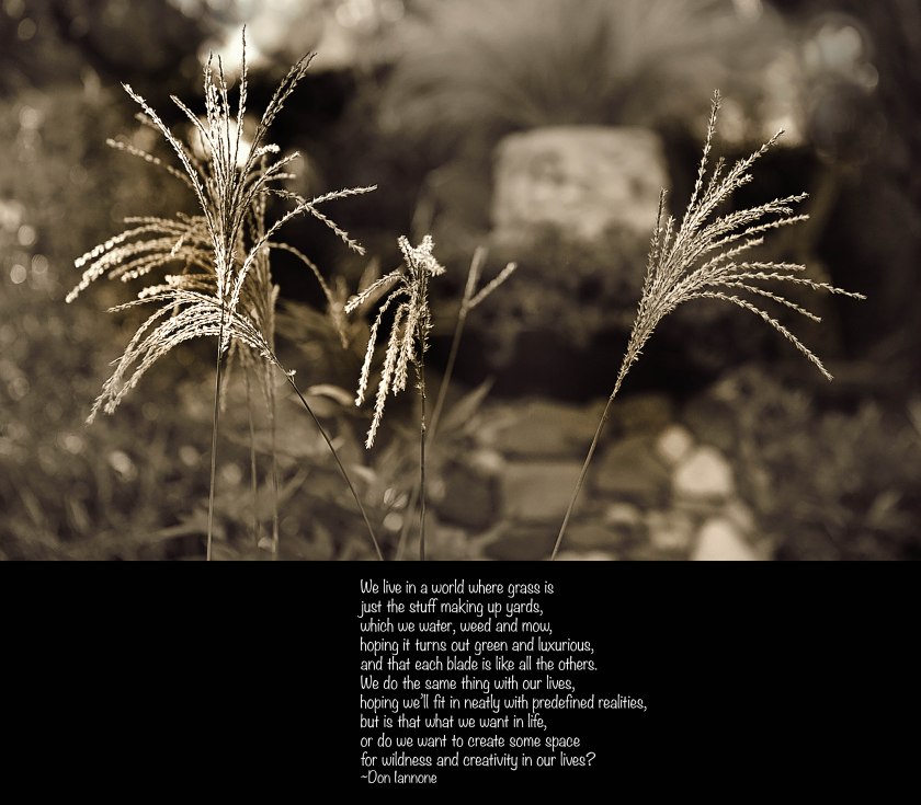 sepia grasses 11-15-18