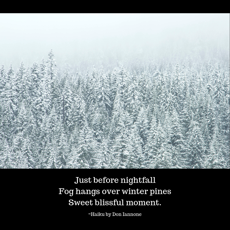 Fog hangs over winter pines.png