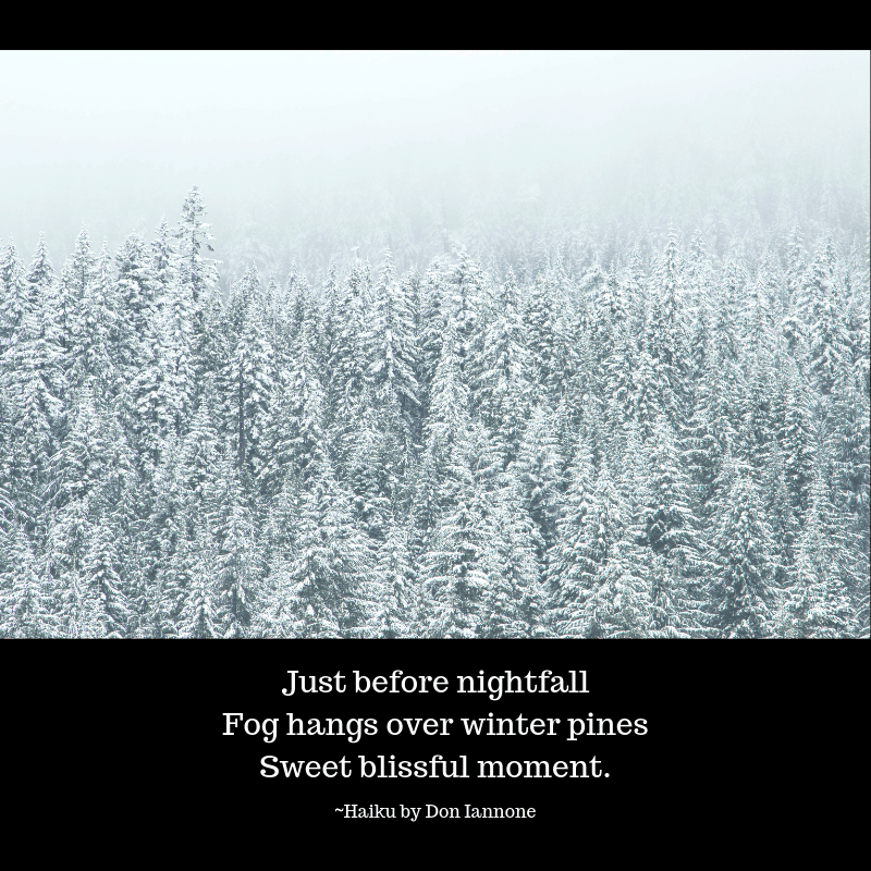 Fog hangs over winter pines.png